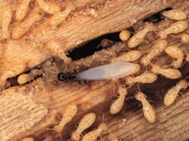 Causing wooden pallets to be attacked by termites